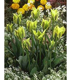 Tulipano viridiflora Green Eyes
