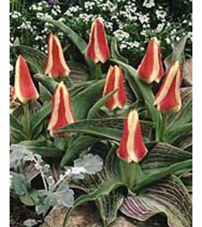Tulipano botanico Mary Ann