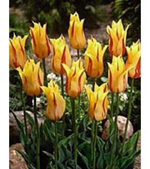 Tulipano fior di giglio...