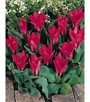 Tulipano botanico Pink Dwarf