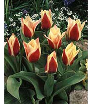 Tulipano botanico Rosanna