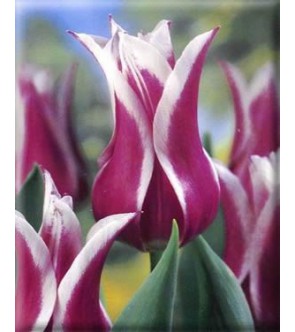 Tulipano fior di giglio...