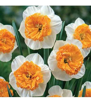 Narciso a coppa larga Czardas