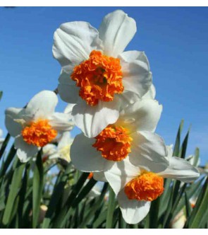 Narciso a coppa larga Dr...