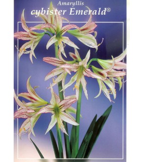 Amaryllis Emerald