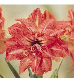 Amaryllis doppio Lady Jane