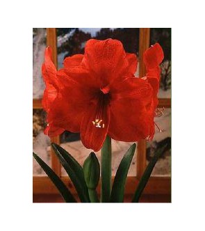 Amaryllis Red Lion