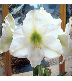 Amaryllis Christmas Gifts