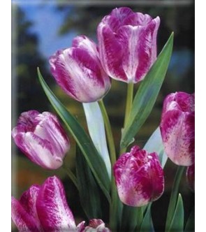 Tulipano multiflora Modern...