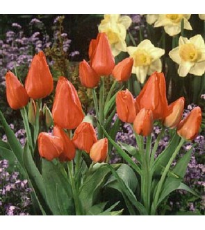 Tulipano multiflora Keukenhof