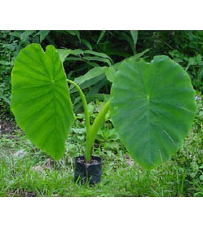 Colocasia Esculenta